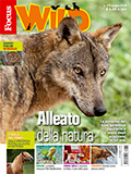 Focus Wild