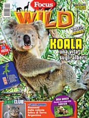 Focus Wild