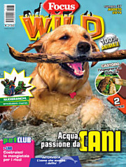Focus Wild