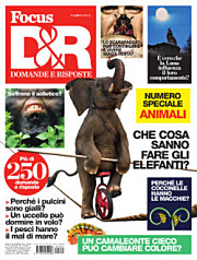 Focus Domande e Risposte