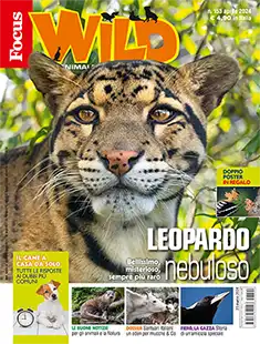 COVER Focus-Wild